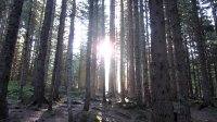 ..mystischer Wald beim Aufstieg zum Mahdriedel..