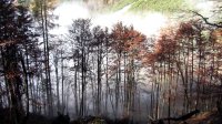 ..Herbstwald..