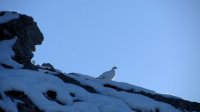 ..Schneehuhn..