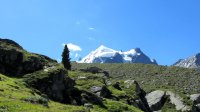 ..der einsame Kämpfer... im Hintergrund der Piz Roseg..